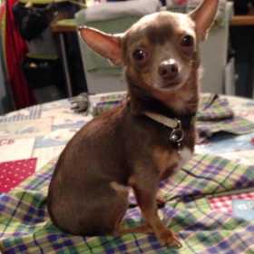 Lost Dog