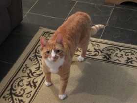 Lost Cat