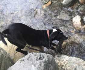 Lost Dog