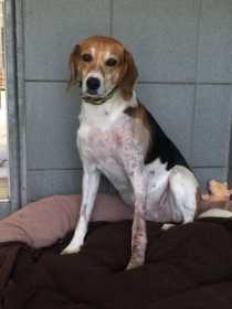 Lost Dog