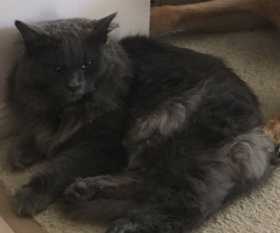 Lost Cat
