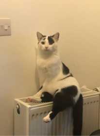 Lost Cat