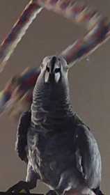 Lost African Grey