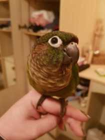 Lost Conure