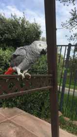 Lost African Grey