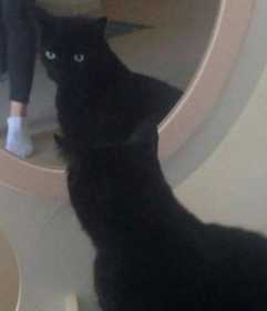Lost Cat