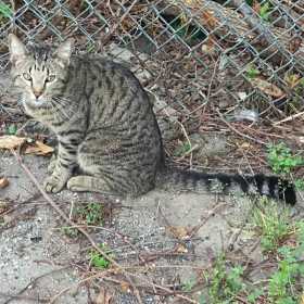 Lost Cat