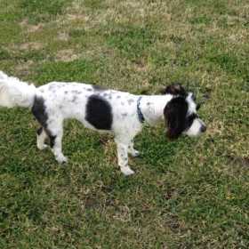 Lost Dog