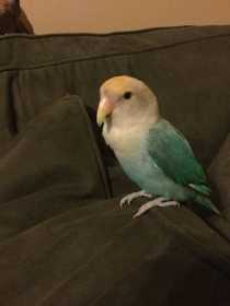 Lost Lovebird