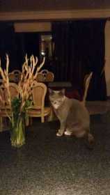 Lost Cat