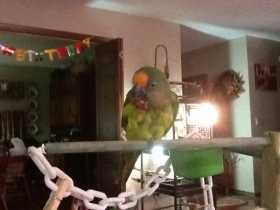 Lost Conure