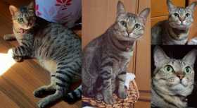 Lost Cat