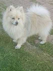 Lost Dog