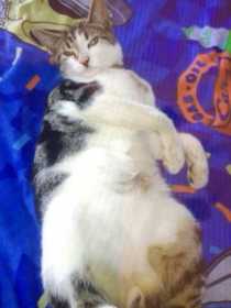 Lost Cat