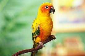 Lost Conure