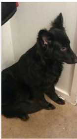 Lost Dog