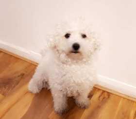 Lost Dog