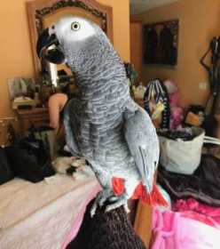 Lost African Grey