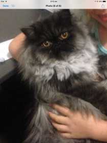 Lost Cat