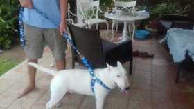 Lost Dog