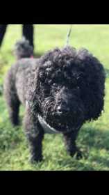 Lost Dog