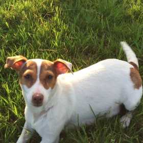 Lost Dog