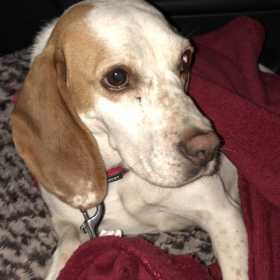 Lost Dog