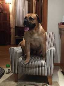 Lost Dog