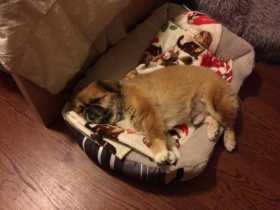 Lost Dog
