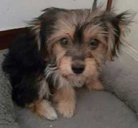 Lost Dog