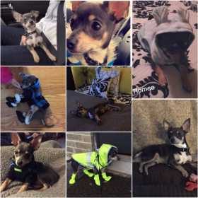 Lost Dog