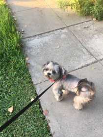 Lost Dog