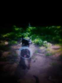 Lost Dog