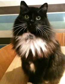 Lost Cat