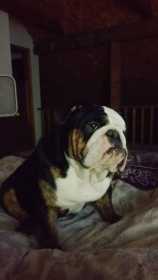 Lost Dog