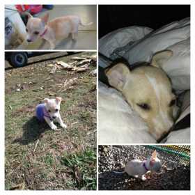 Lost Dog