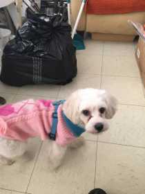 Lost Dog