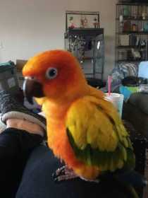 Lost Conure