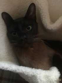 Lost Cat