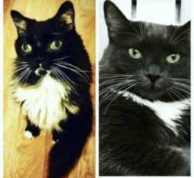 Lost Cat
