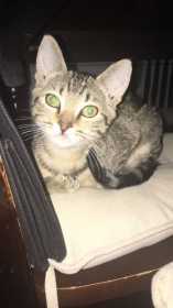 Lost Cat