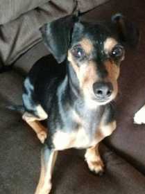 Lost Dog
