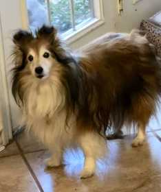 Lost Dog
