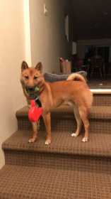 Lost Dog