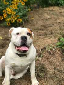 Lost Dog