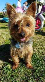 Lost Dog