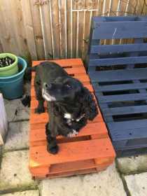 Lost Dog