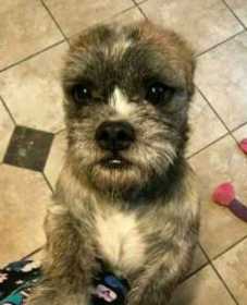 Lost Dog