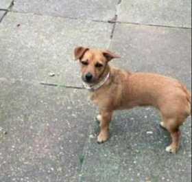 Lost Dog