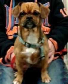 Lost Dog